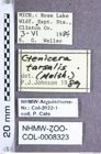 Etiketten zu Corymbitodes tarsalis (Melsheimer, 1845) (NHMW-ZOO-COL-0008323)
